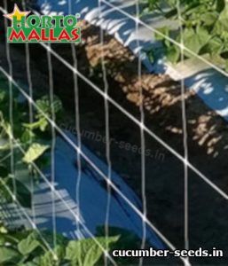 Trellis netting in cucumber plant